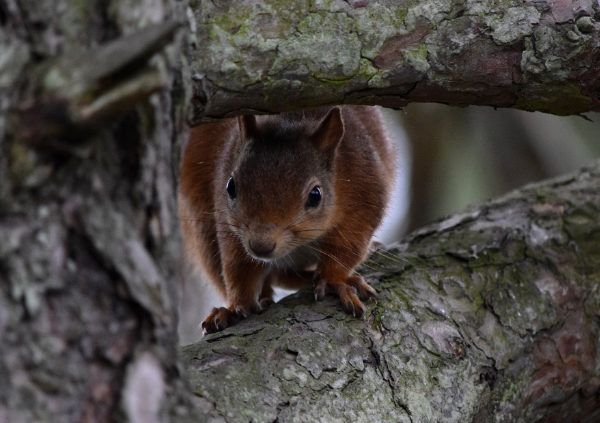 Junior Scottish Nature Photographer of the Year 2018 © Kaitlyn Clark
