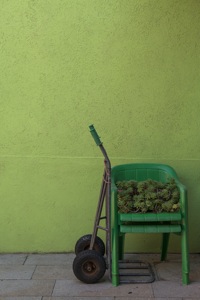 Samuel Fisch winning image