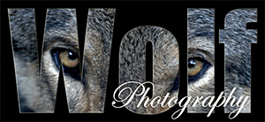 Wolf-Photography