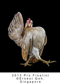 Ernest_Goh_Singapore_Finalist_Nature__Wildlife_Professional_Competition_2013