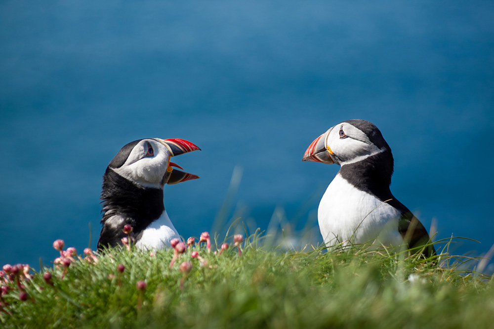 Image titled Puffin Protest. Avian Pairs Portfolio © Callum McKenzie, Student Scottish Nature Photographer of the Year 2024